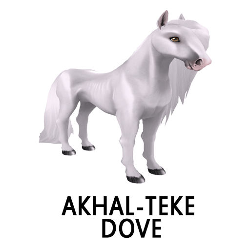 Akhal Teke Dove