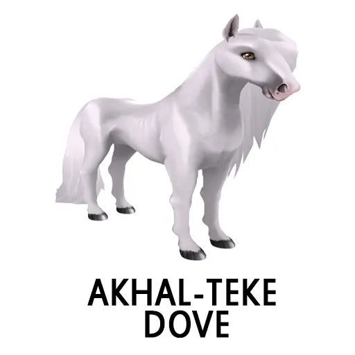 Akhal Teke Dove