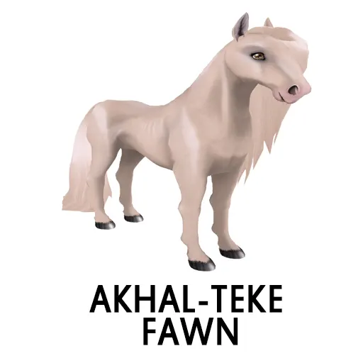 Akhal Teke Fawn