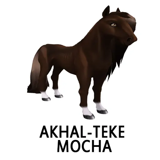 Akhal Teke Mocha
