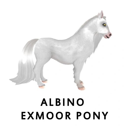Albino Exmoor Pony