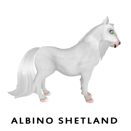 Albino Shetland