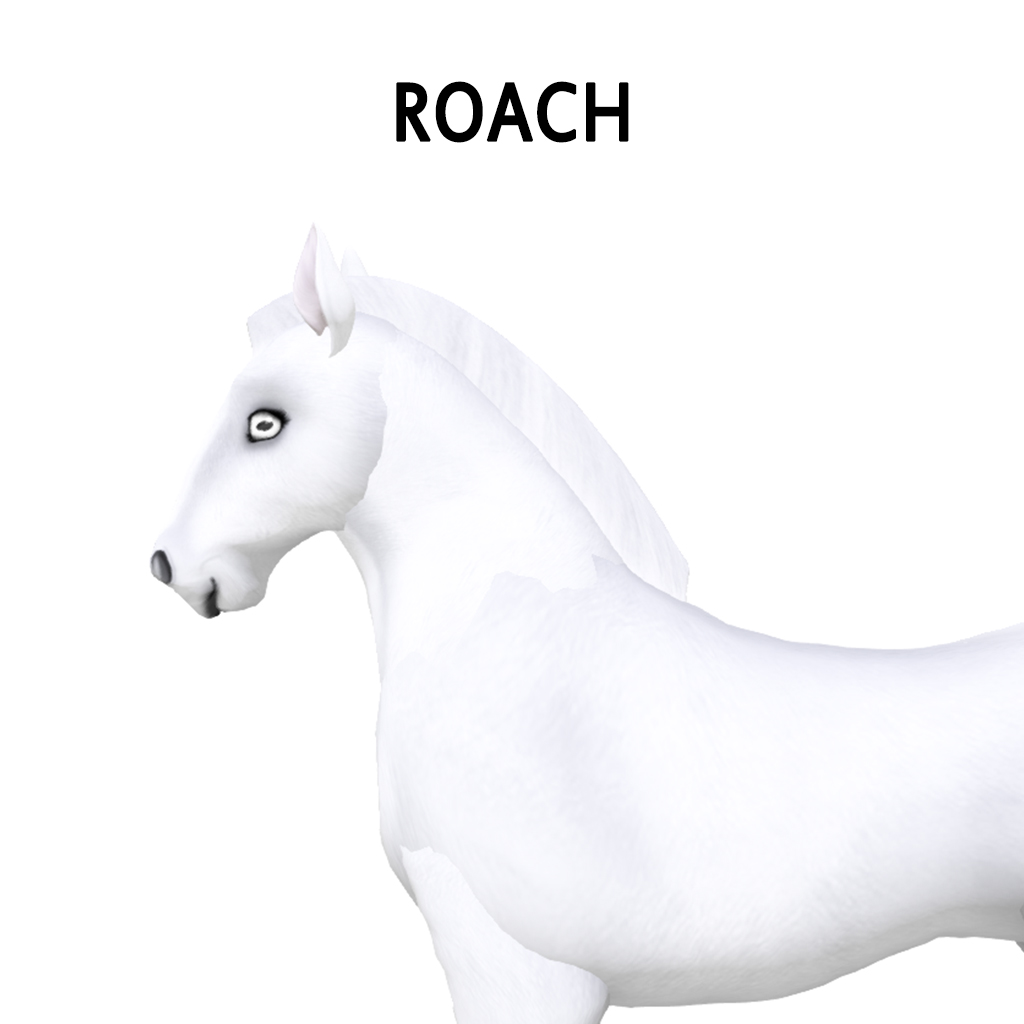 Roach